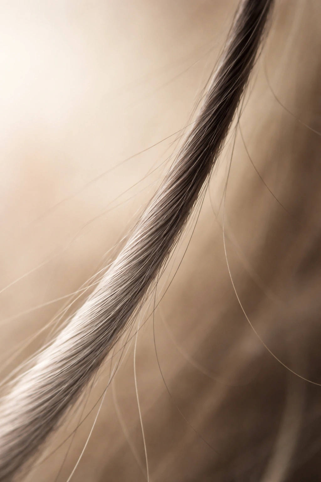 Hair strand transitioning from dark to gray to symbolize aging effects on growth