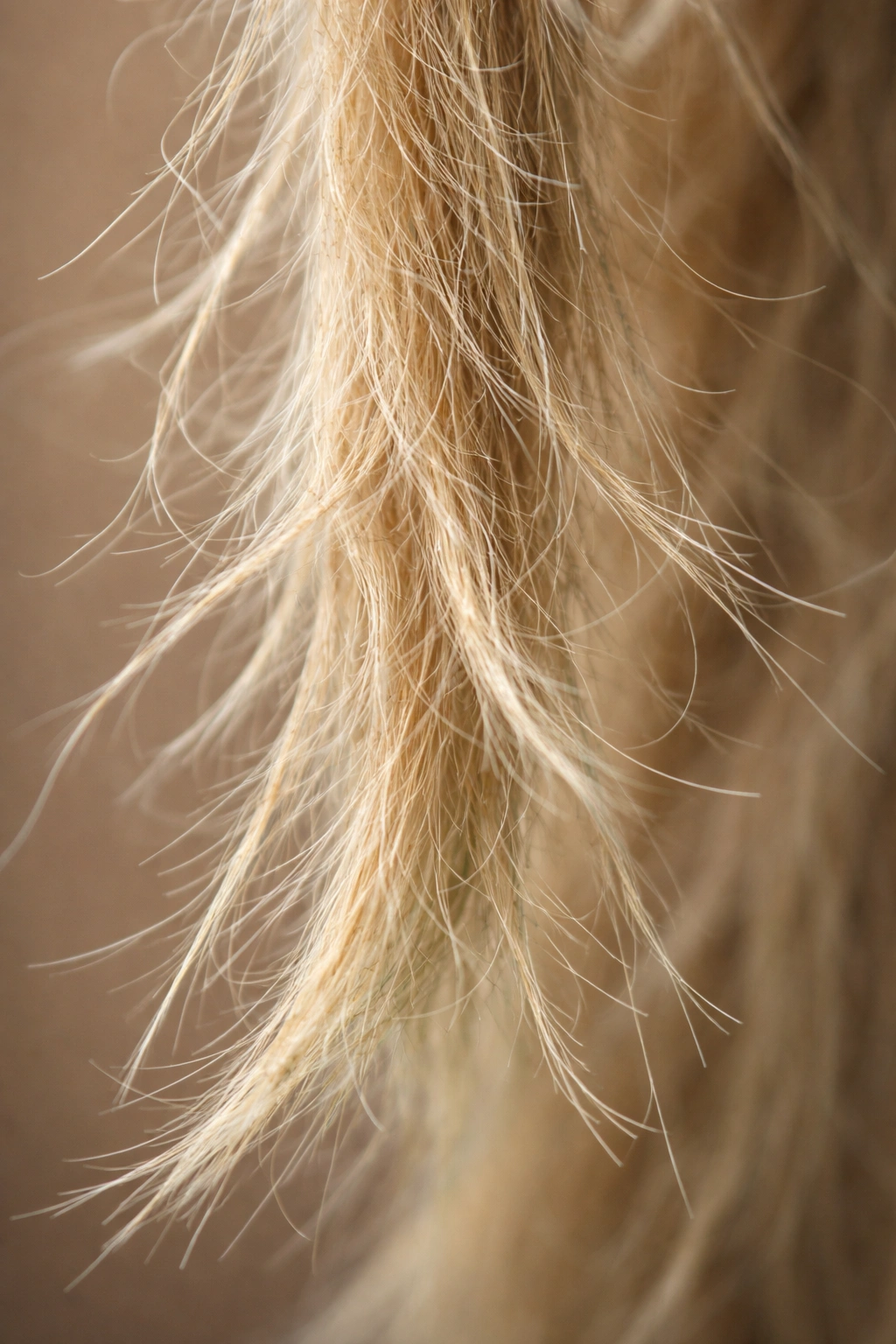 Macro shot of a frizzy, dry hair strand highlighting chlorine-related mistakes