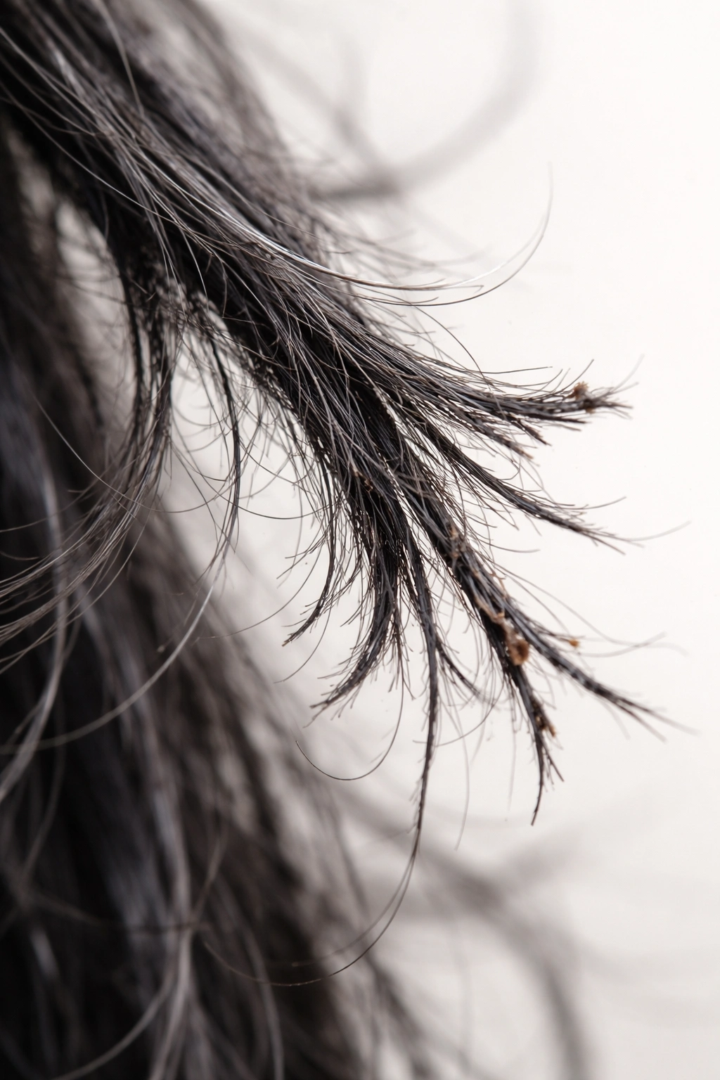Close-up of severely damaged hair with split ends