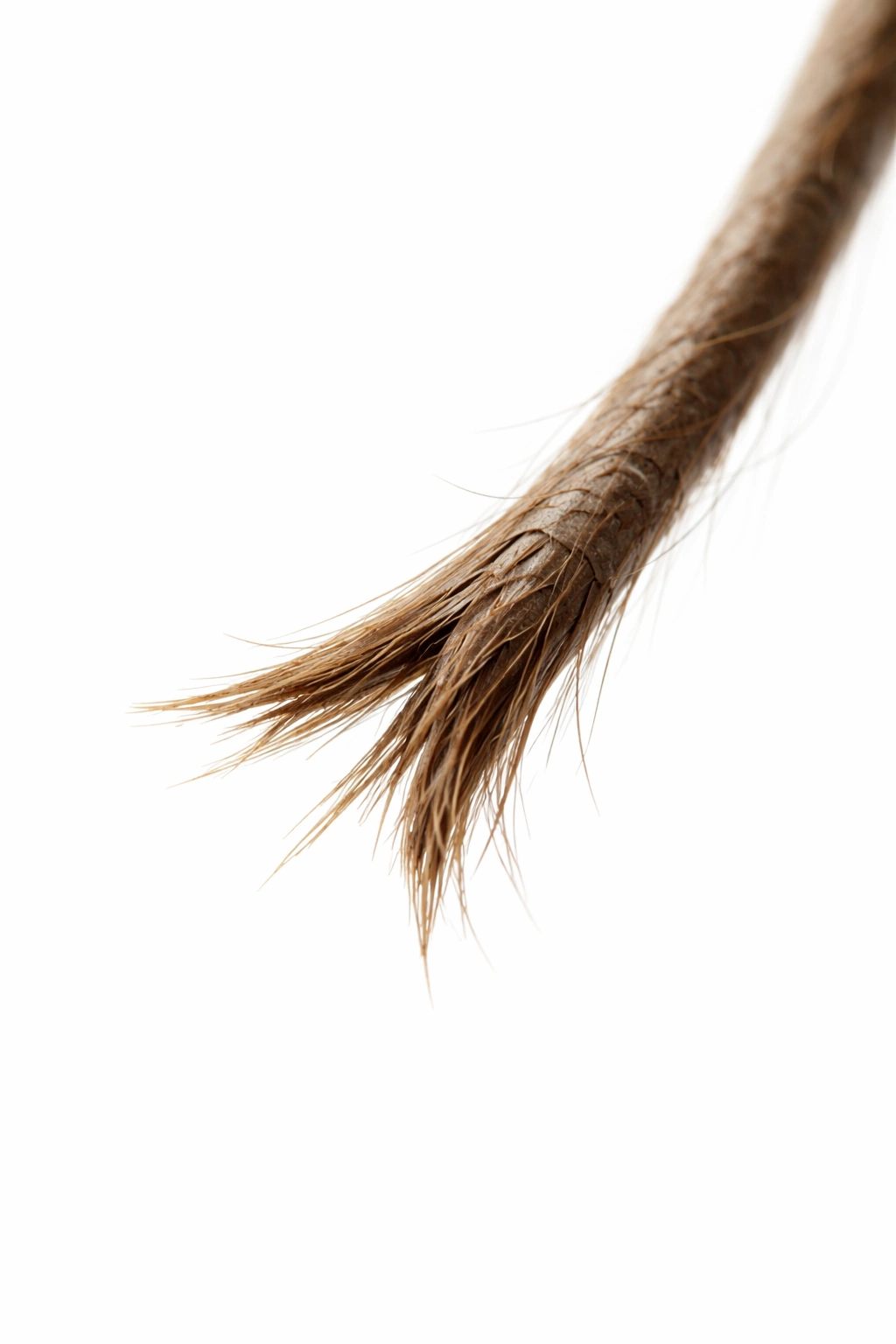 Macro close-up of a dry, damaged hair strand with split ends
