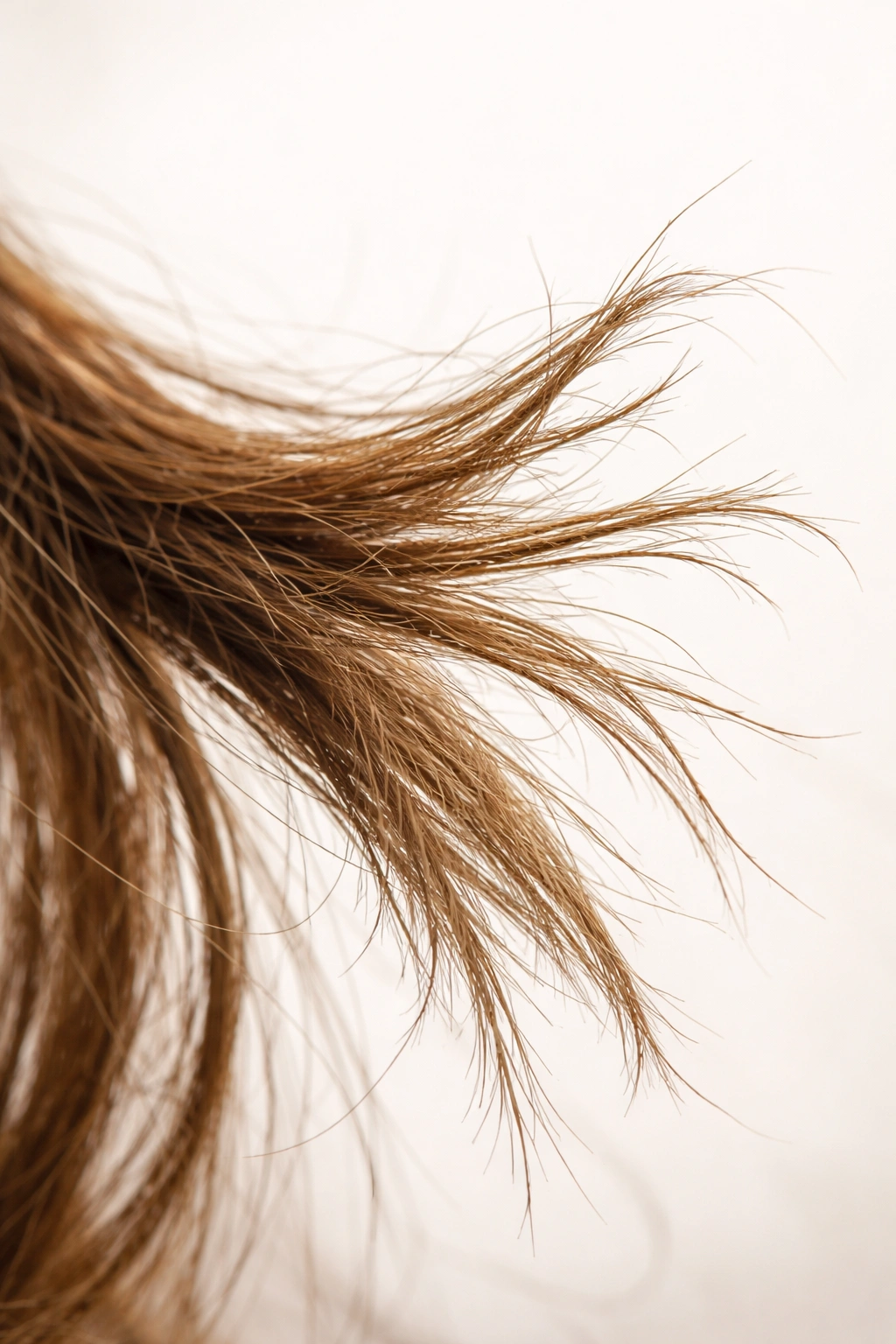Macro image of dry frizzy hair with split ends