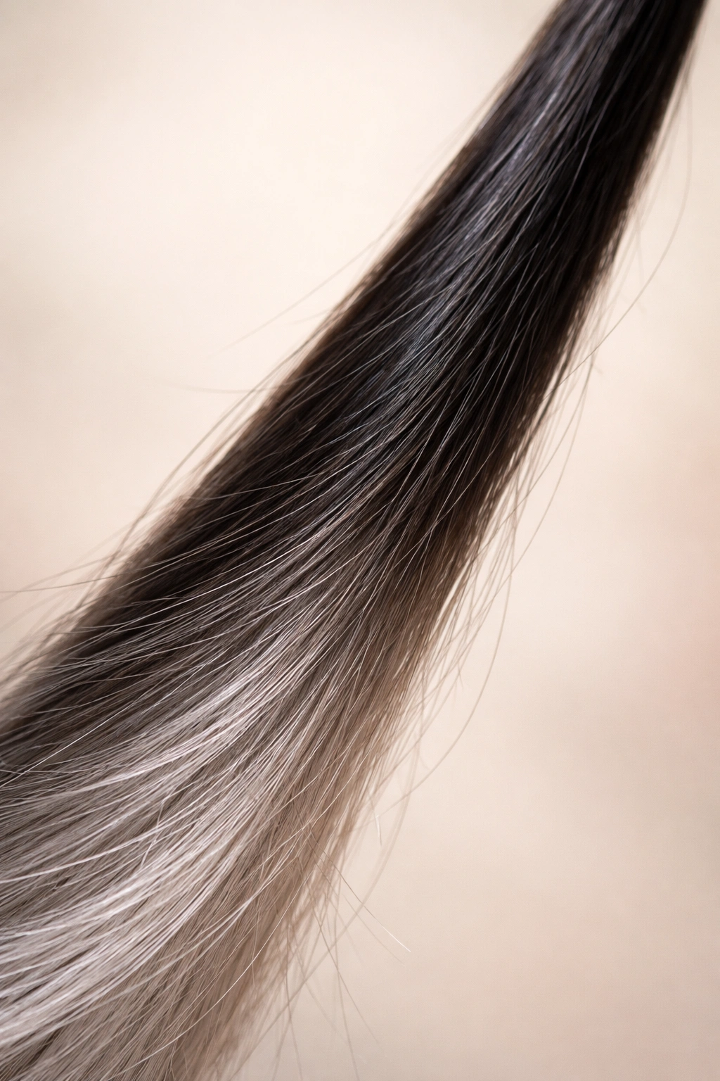 Hair strand showing a transition from black to gray along its length to indicate aging.