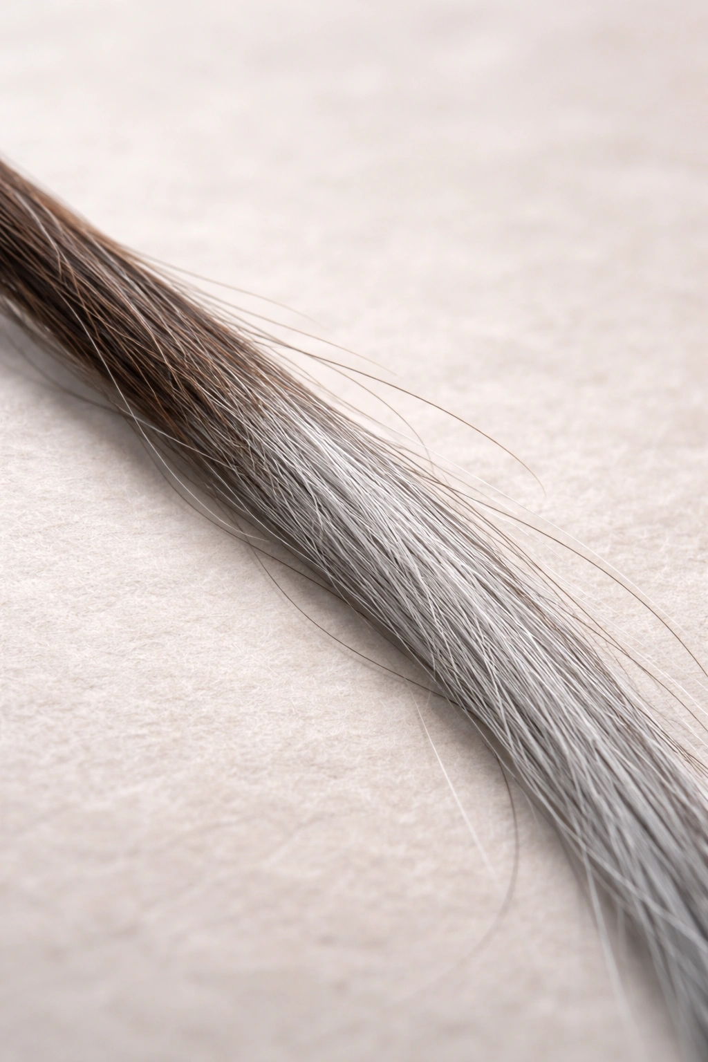 Macro close-up of a grey hair strand highlighting color change to illustrate nutritional deficiencies affecting hair color