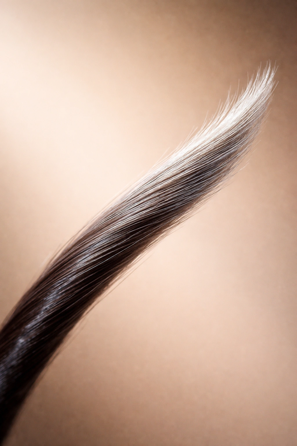 Close-up of a hair strand showing gray progression