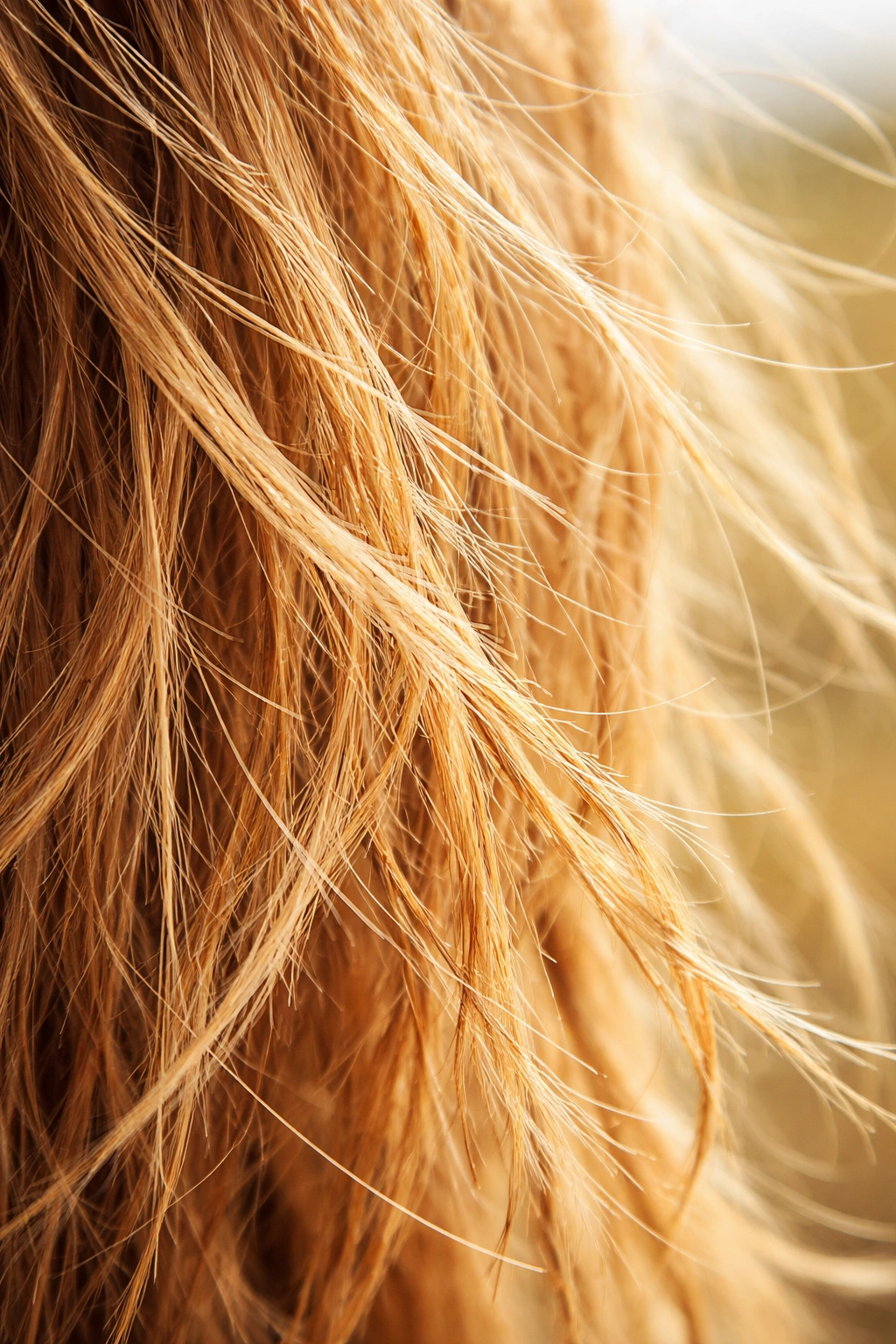 Close-up of sun-damaged hair showing dryness, brittleness, and tangling